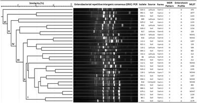 Prevalence, distribution, enterotoxin profiles, antimicrobial resistance, and genetic diversity of Bacillus cereus group isolates from lettuce farms in Korea